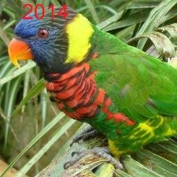 Part-time writer and self-employed consultant. Lover of the hyphen - and exclamation mark! The rainbow lorikeet's name is Polychrome - I took the photo myself!