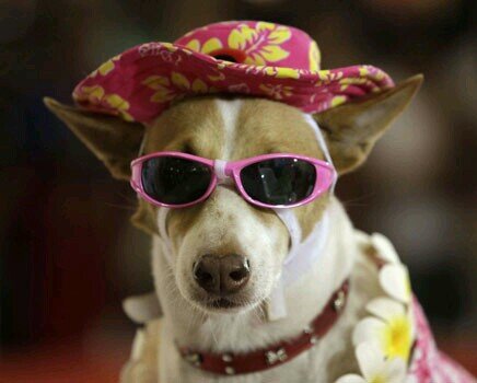 Siga-me se for capaz.