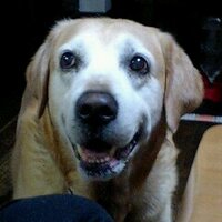 みーちゃん (@meechang310) 's Twitter Profile