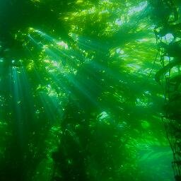 Seaweed