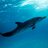 wacky_dolphin