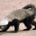 GP (@minihoneybadger) Twitter profile photo GP (@minihoneybadger) Twitter profile photo