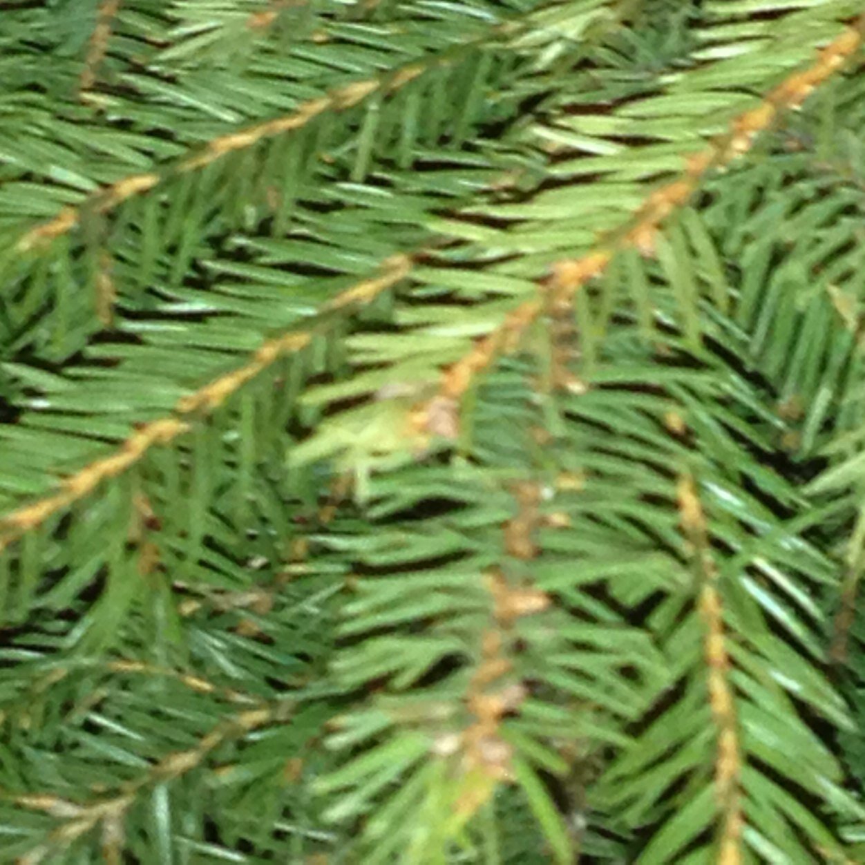 ESlaatto's profile picture. 