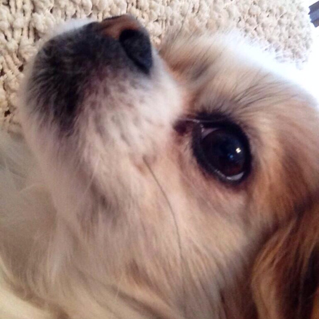 teddy doge