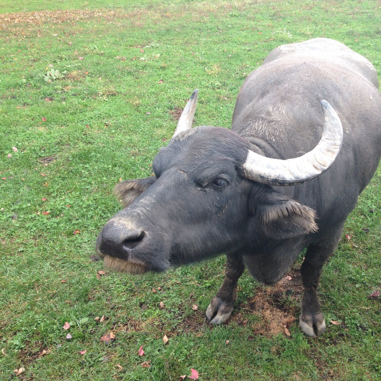 bobcim's profile picture. 