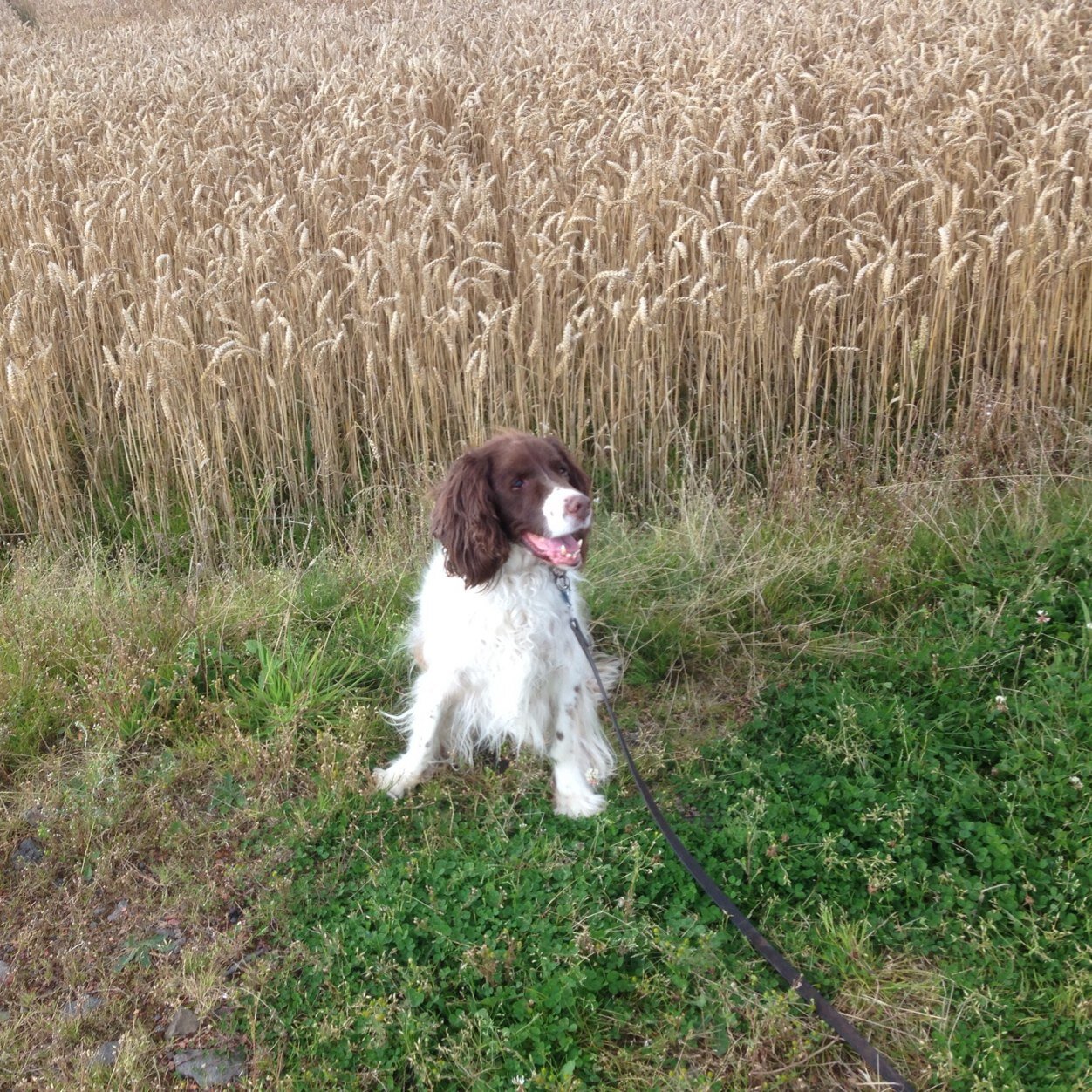 ScotRock2001's profile picture. 