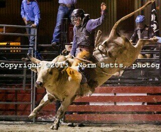 saddle bronc rider and bareback and bull rider