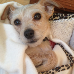 FatePaws's profile picture. My daily paws.                                     Instagram: @fatepaws