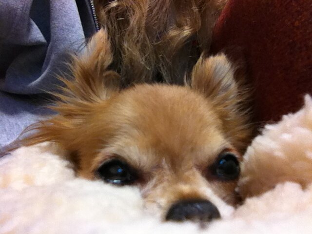 cihuapillimidge's profile picture. one clever chihuahua: tweeting without opposable thumbs