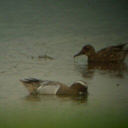 Hull Valley Wildlife Group reporting wildlife sightings in the HVWG recording area +group news