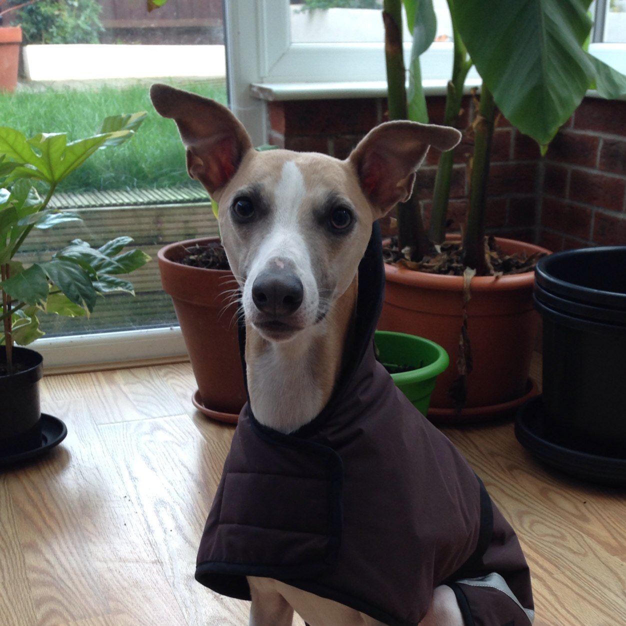 im a 5 year old whippet, i love off lead runs, and i have a passion for sleeping and eating whats left from crisp packets!!! my owner 😎 @trbb1987