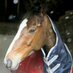 Horses and Vino (@charlotte_akac2) Twitter profile photo Horses and Vino (@charlotte_akac2) Twitter profile photo
