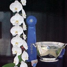 Bringing love to the world, one orchid at a time. International award winning orchids, wholesaler and grower. Portion of the proceeds goes to children charities