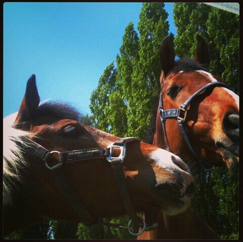 I love Horses ♡♥♡♥♡