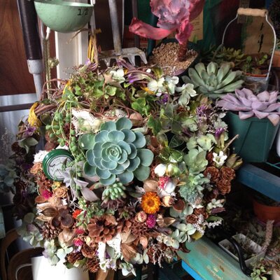 多肉好き様 葉挿しから4年経った シンプル名無しエケ寄せ🌸🍃 うっすら
