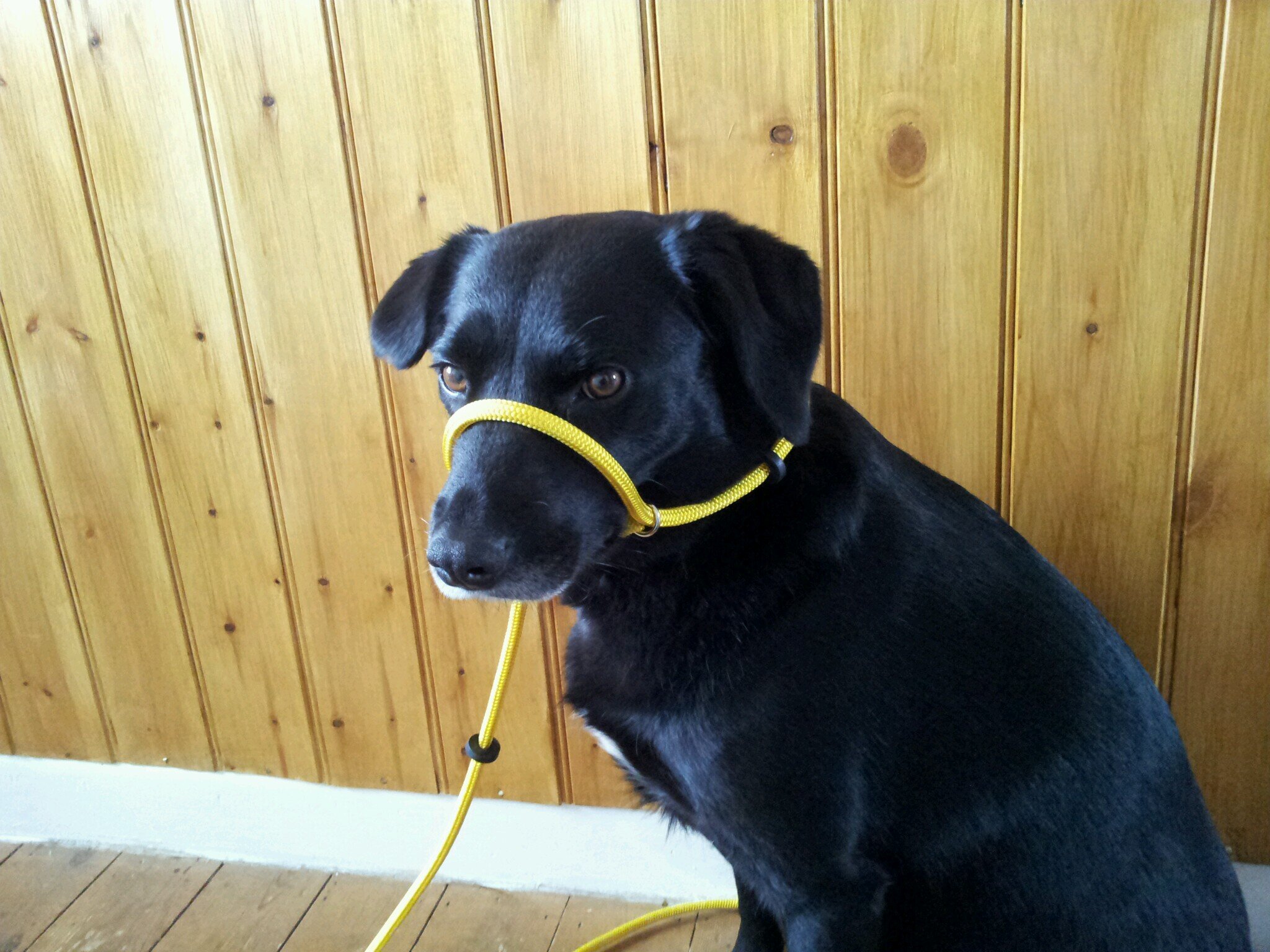 gentlelead's profile picture. plus police dog leads plus 98% success stop pull leads plus supplying rescues with free leads