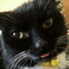 IamacatIdostuff's profile picture. House Tiger, Fluffy Magpie, Furry Killerwhale.