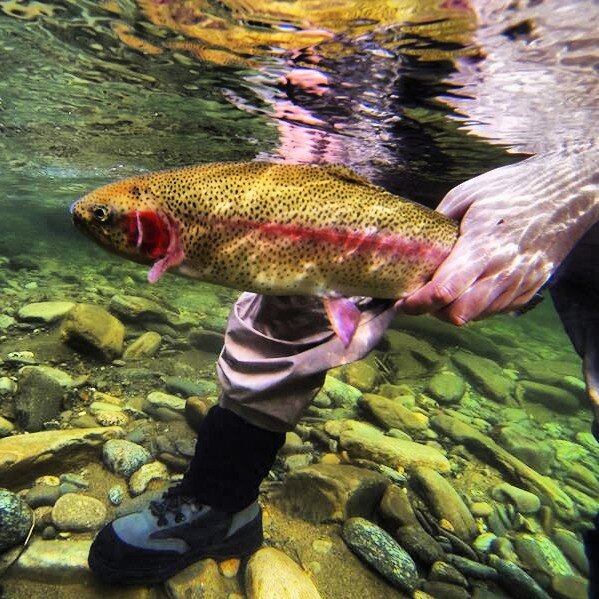 Fly shop, online store and guide service located in Sylva, NC. We love to fish and tie flies. Come check us out! We guide the Smokies and surrounding areas.