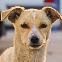 Animales Perdidos Ch (@animalesch) 's Twitter Profile