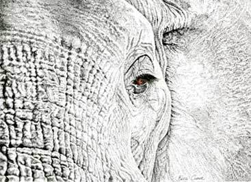 elephantcinema Profile Picture