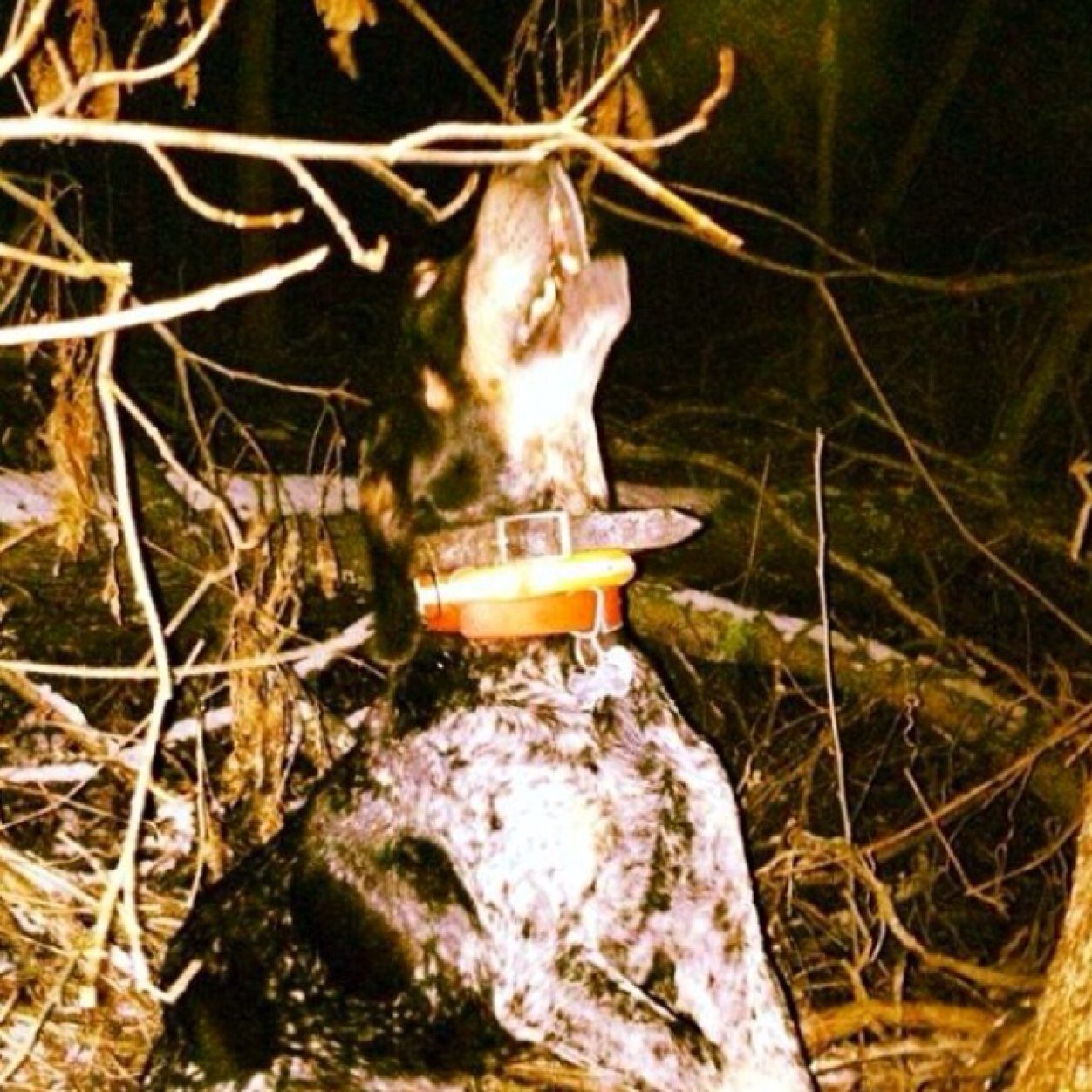 #Redneck | #DBH | Coon hunting is best. #BlueTick | Ford Powerstroke Diesel 6.0