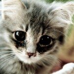 The Warrior Cat Unofficial Fanpage news will be posted here. Visit the fanpage: http://t.co/YNi3nmp0kO