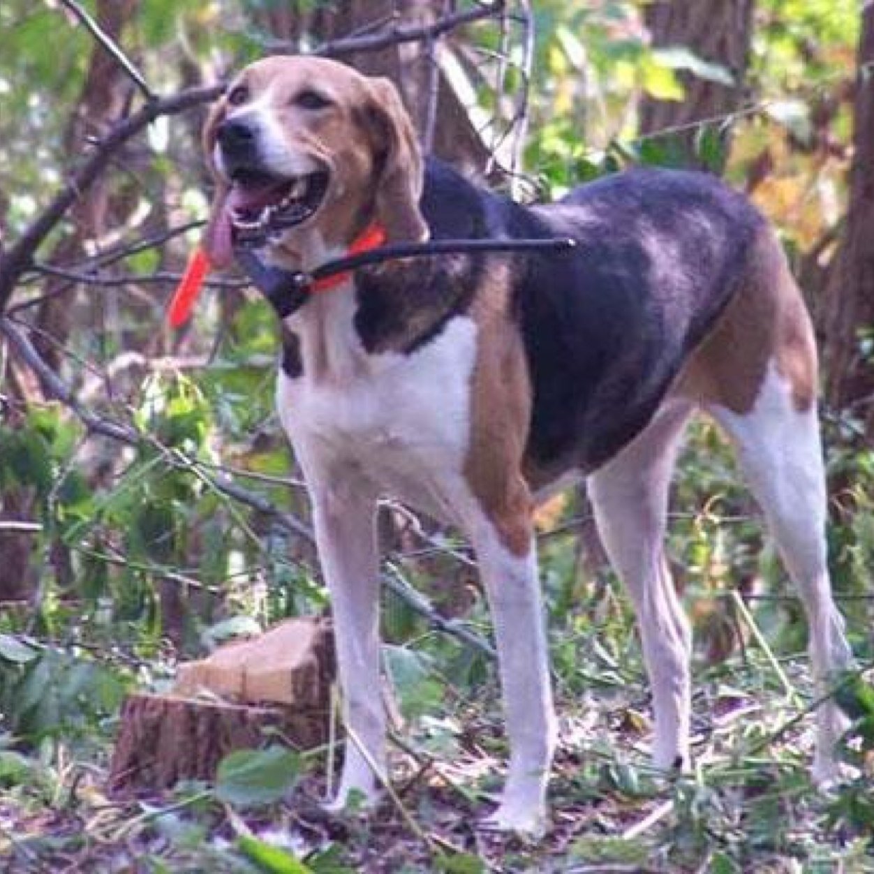A man skips work to only go dog hunting