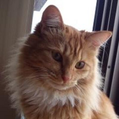 ぴょんたママのプロフィール写真