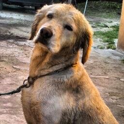 Sere feo // Me gusta jugar con nenes, romper medias, jugar con pelotas // Le tengo miedo a las tormentas y no me gusta dormir afuera // Guauuu pa mis perras