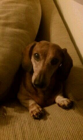 P1,Huge Dallas Cowboys Fan, Yankees Fan, Dallas Stars Fan, Dachshunds owner