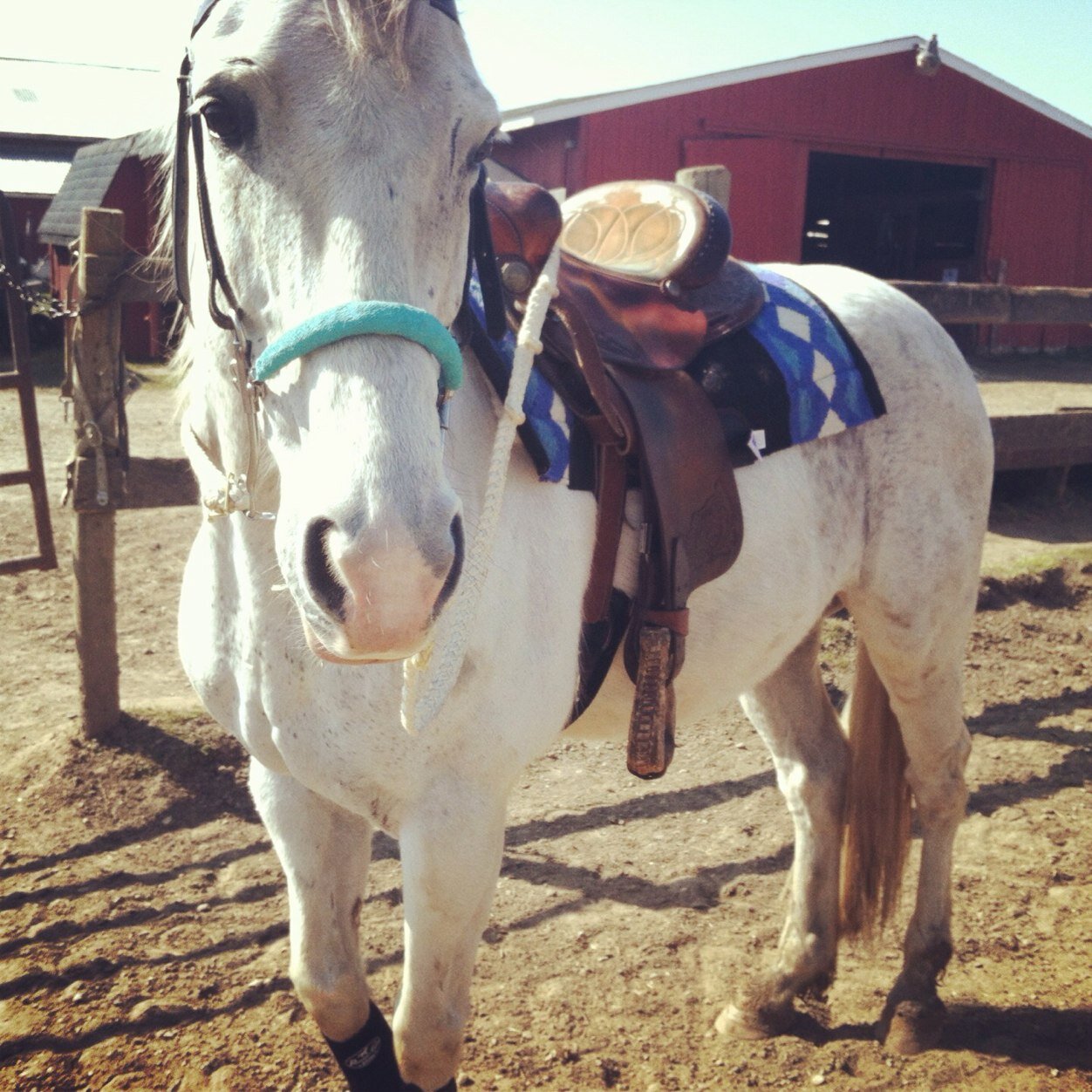 Faith, Family & Horses. Ohio, Reining, College Student.