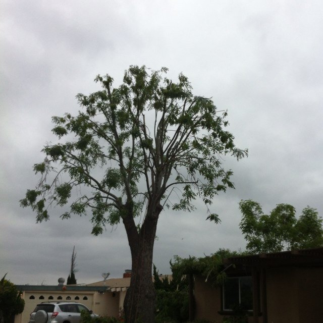 leoneltree's profile picture. Leonel tree service is a profefesional and top tree service provide all country of San Diego trimming,tree removal,stump grind and more!we garenty a low price
