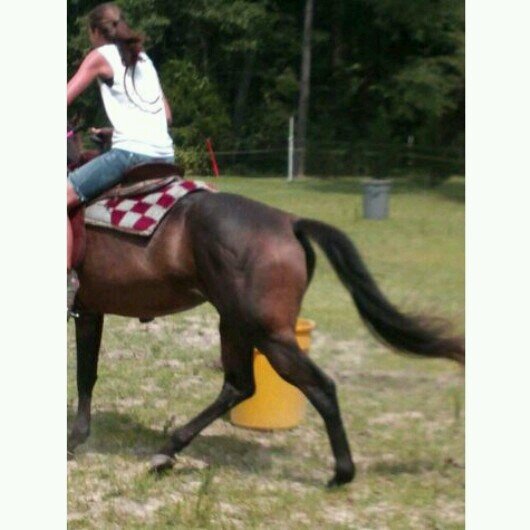 just another cowgirl trying to follow her rodeo dreams.