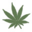 Medical Marijuana Local Dispensaries Find My Meds – Is a Community Website & Up to the minute Marijuana News!