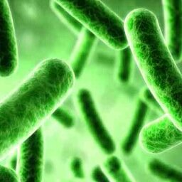 HealthyGutBugs's profile picture. Discussing bacteria and our health