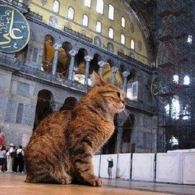 Keluarga Kucing (@Keluarga_Meong) / Twitter