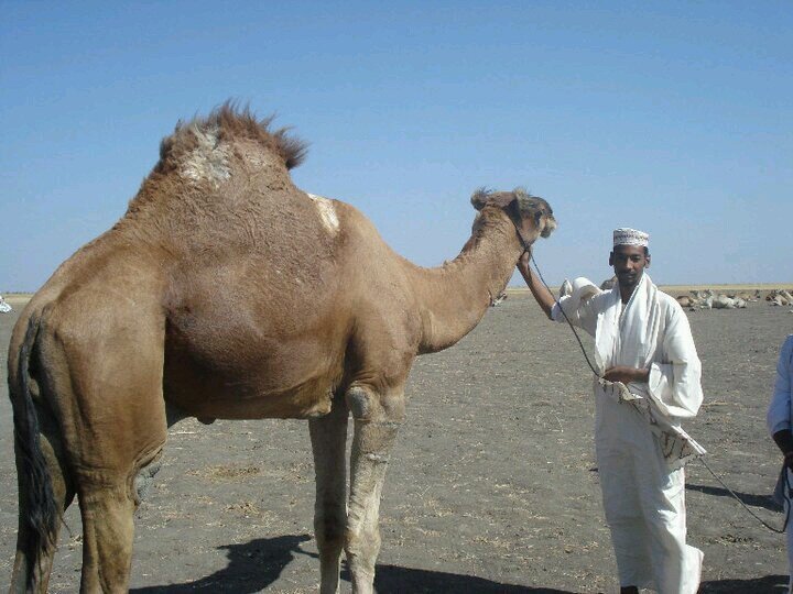 عالم الإبل مكرس لرصد كل مايخص الإبل من علوم وابحاث وتراث واسواق وفوائد للإبل ومنتجاتها