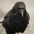crow_pic_bot's profile image
