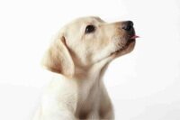 Blended Learning Design Specialist and IT Training Consultant & wonderful mummy to four gorgeous labradors. Tilly, Stormer, Flash & Beau... 🐶