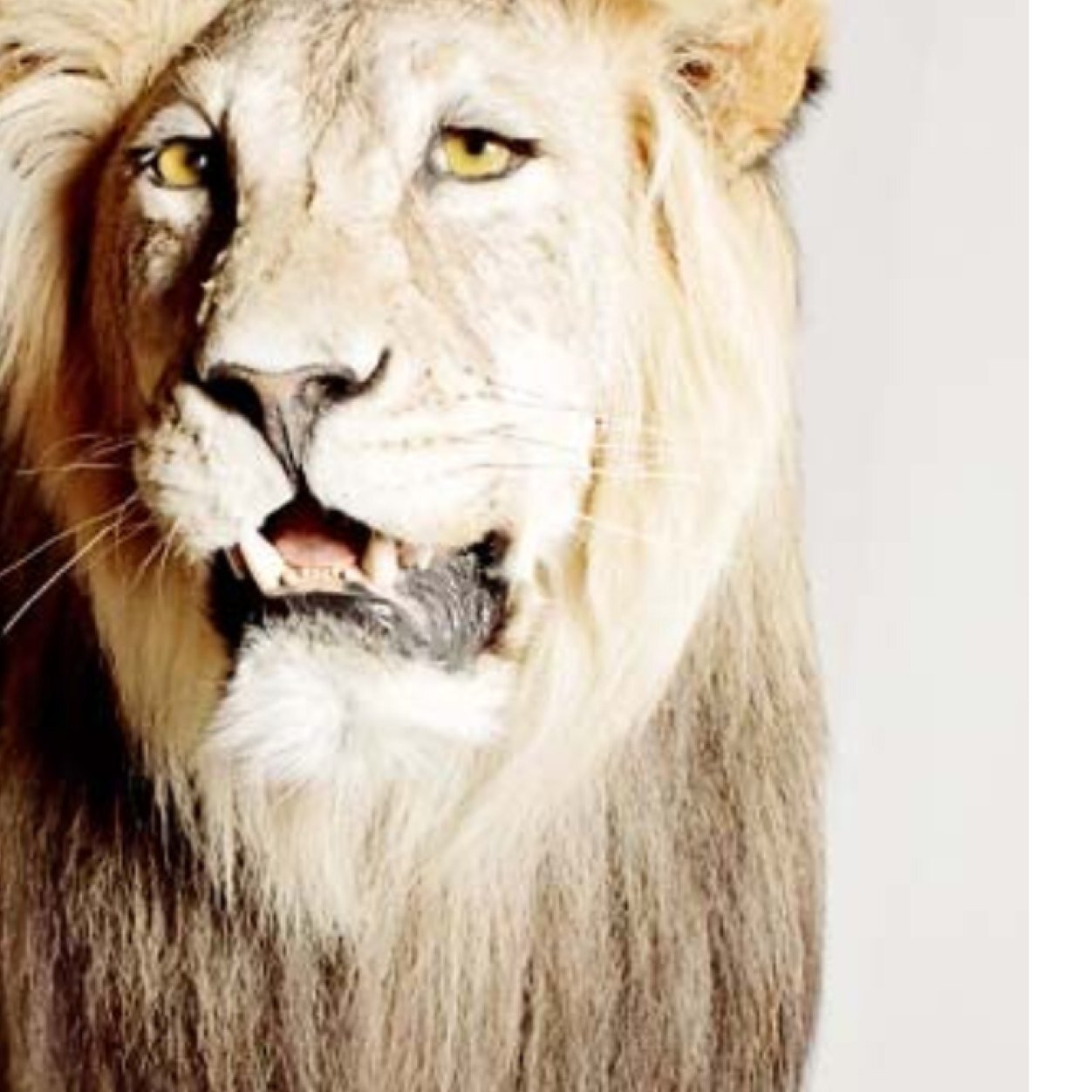 OutHumana's profile picture. 19 years old southen utah repo boy/man hope to own my business.