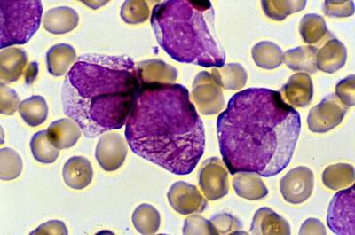 I seek to find what makes blood tick... While flying aboard a Boeing 777-300ER