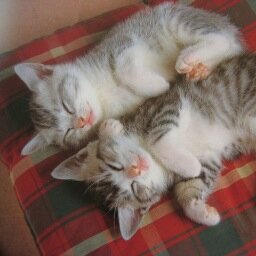 Setunappsw's profile picture. もののふですぞよ、もののふはフォローしまくります♪