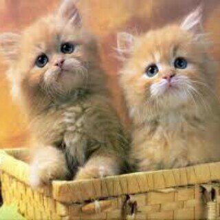 abim29085237's profile picture. 