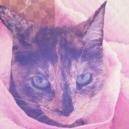 猫香 = ねこ(腐)