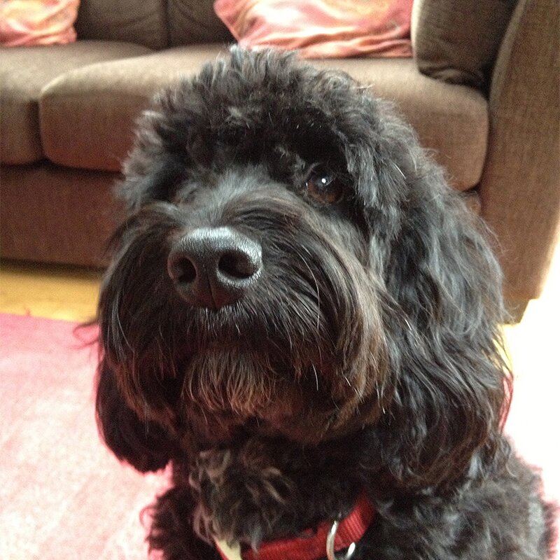 Cockerpoo. Beautiful long eyelashes. Arf.