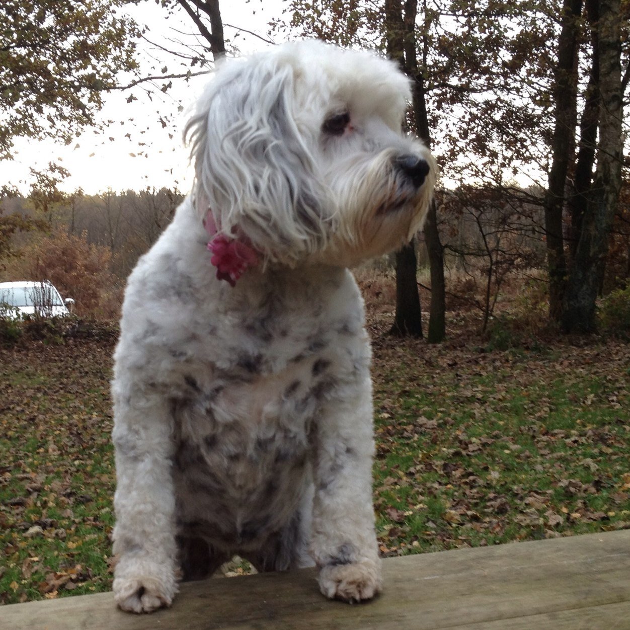 I am a white/black Tibetan Terrier. Winner of the Armitage Pet Products dog model competition. I love everyone. I love toys. I am betrothed to @harveycusick