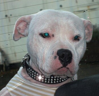 A 3rd sector specialist with a love for dogs, walking and socialising. Born a Geordie and proud of it.