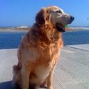 Bob Hancock - @Hunnerdog - Twitter