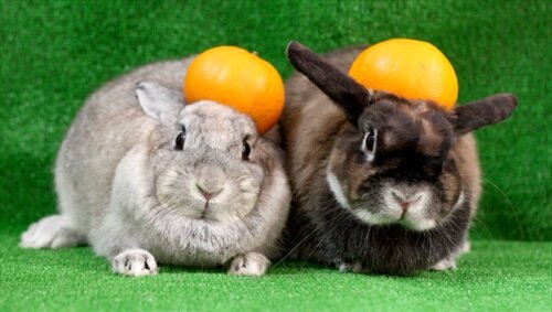 monyu18's profile picture. 全日本うさぎ普及委員会代表Rukaです。もにゅもにゅ三世くろしろんと、もにゅく生きてます☆うさぎ～なコラボは大歓迎☆てま今はモンハンライズとあつ森に夢中☆ https://t.co/5GOwax9URP