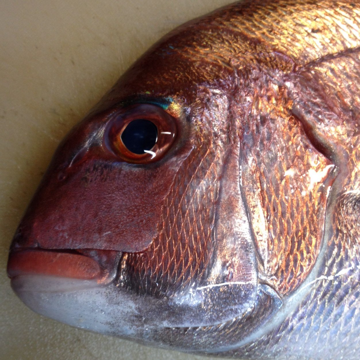 東京湾をメインに、近場の船宿から美味な魚求めて出掛けています。ルアー釣りが好きでジギング&タイラバを中心にルアー全般を行います。そしてウイスキーが大好きで、ツマミ作りにもハマってます！他にギター、観葉植物、パン作り、愛車はRAV4です。キャンプやってます。